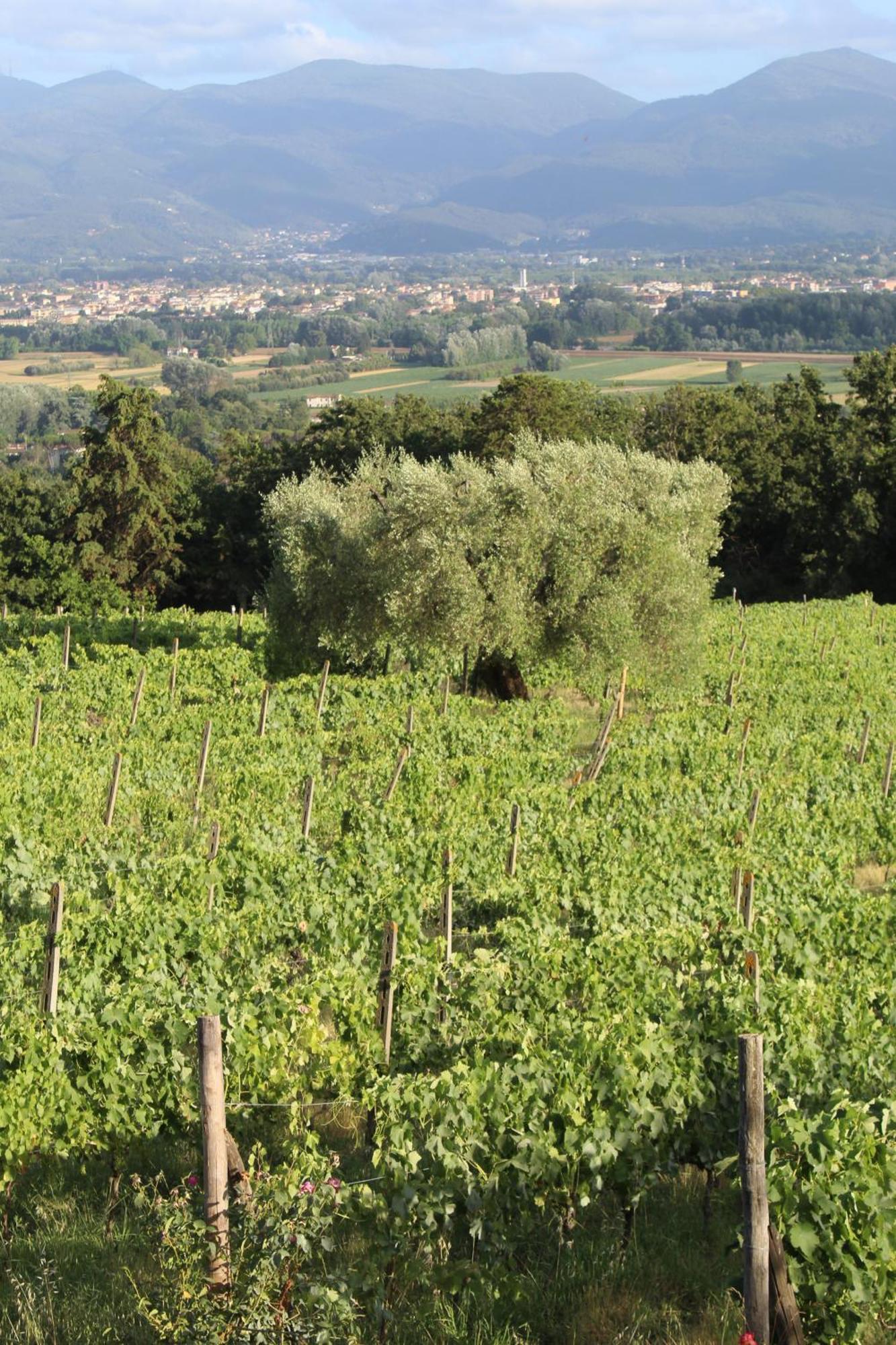 Azienda Agricola Fabbrica Di San Martino Lucca Exterior photo